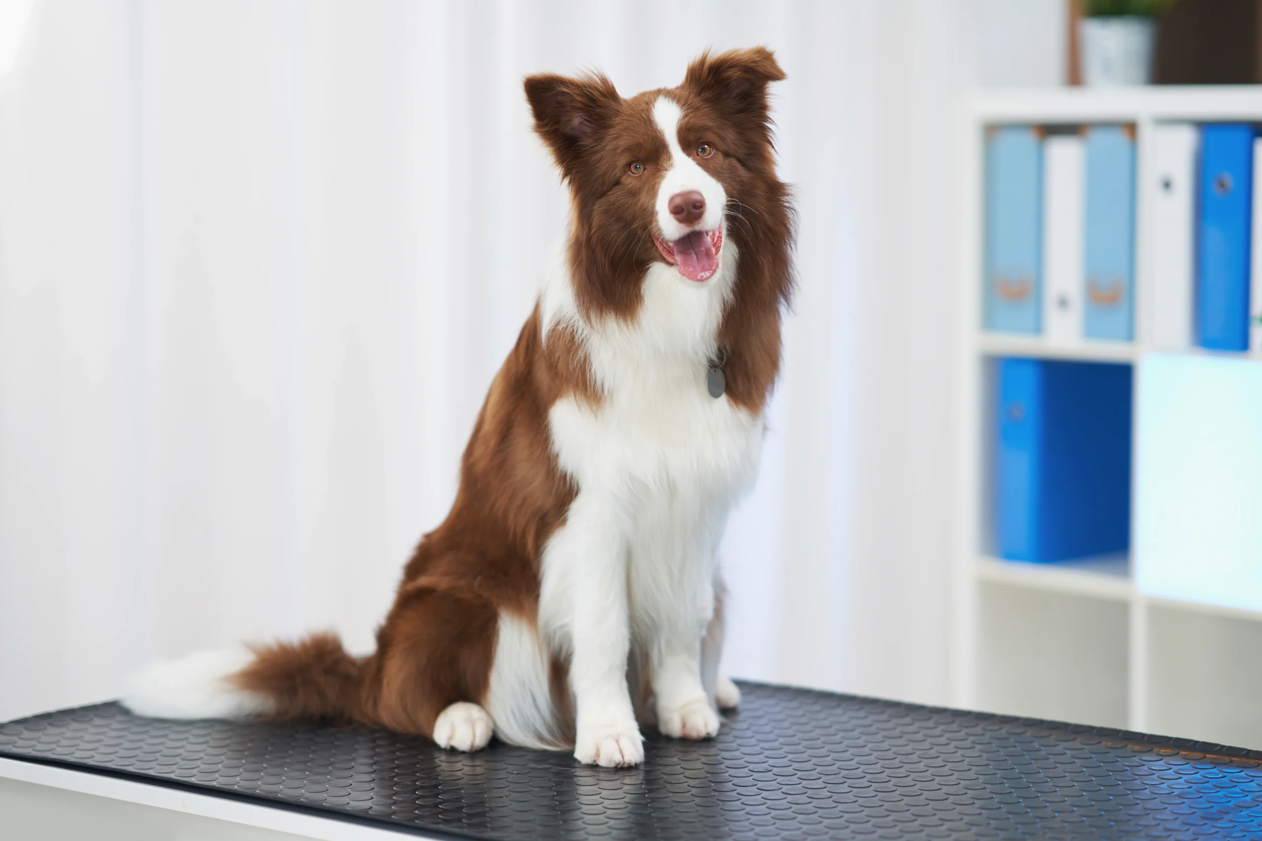 brown-border-collie-dog-during-visit-in-vet-2023-11-27-05-09-39-utc