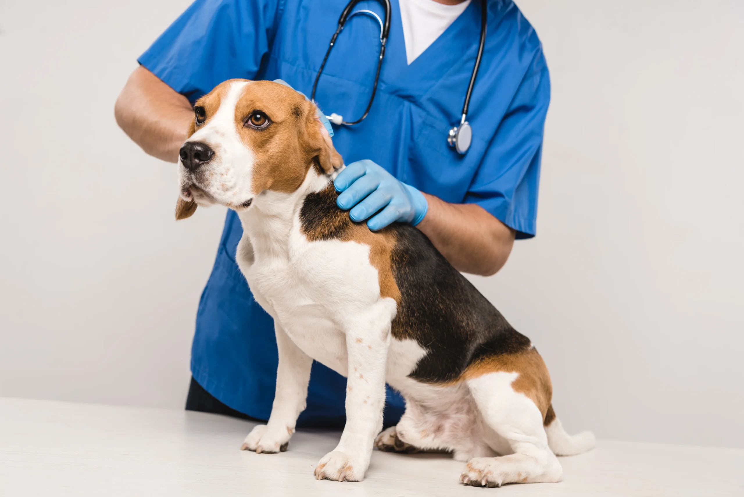 partial-view-of-veterinarian-in-stethoscope-examin-2023-11-27-04-49-36-utc partial-view-of-veterinarian-in-stethoscope-examin-2023-11-27-04-49-36-utc