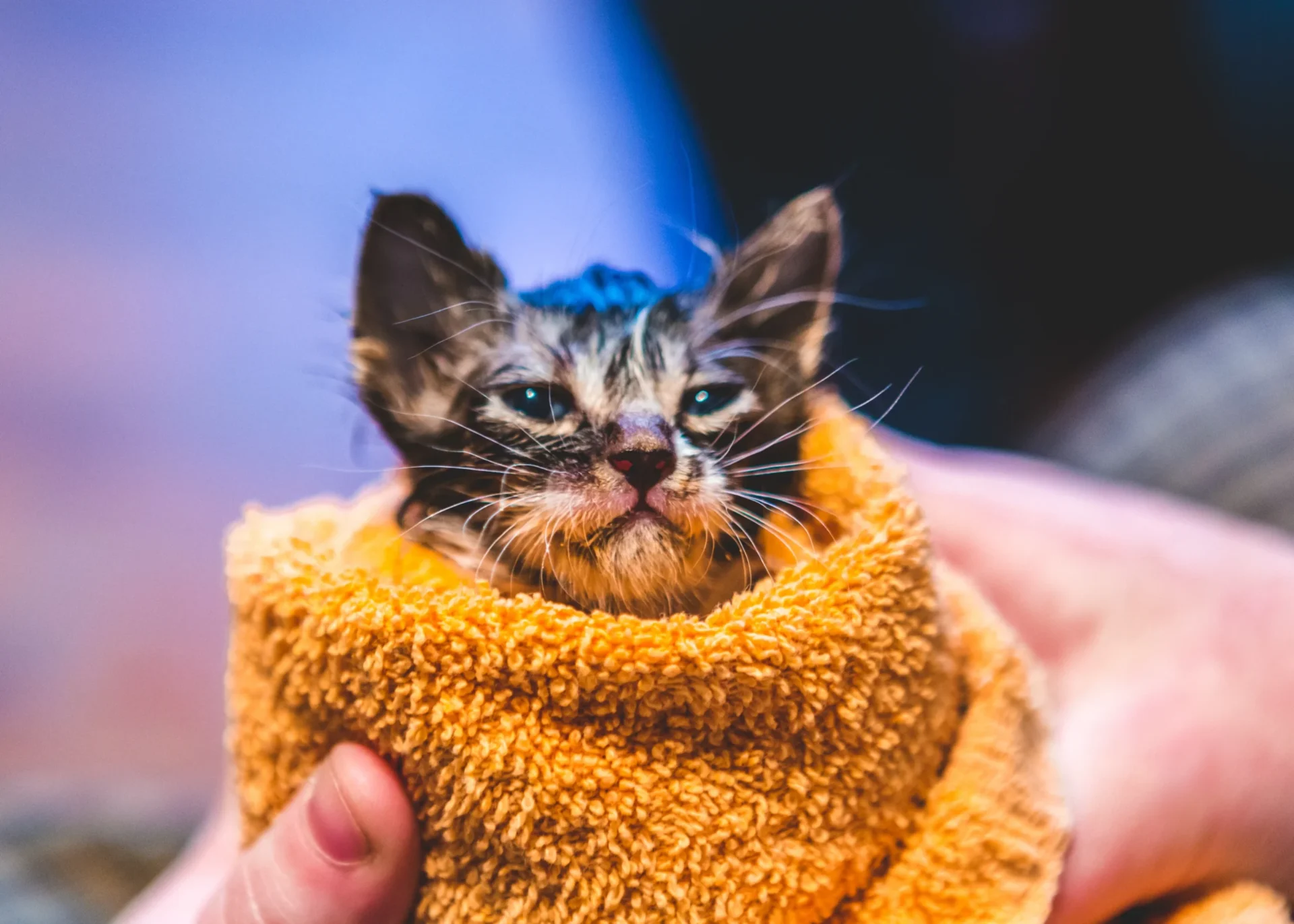 pinnacle-vet-small-animal-care